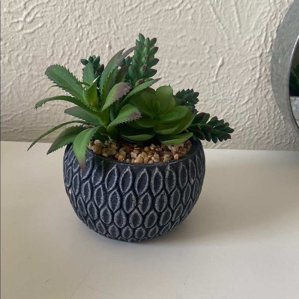 Decorative Succulent in Textured Planter